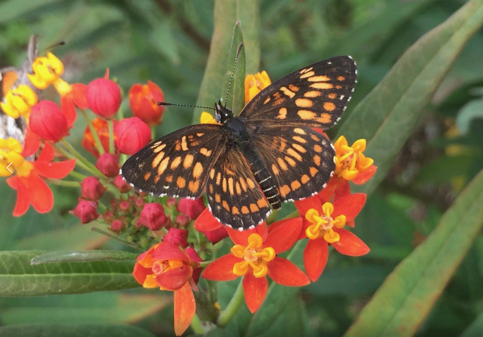 test The Poet as Citizen Scientist